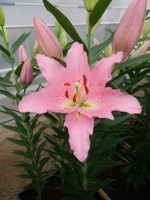 [4215 Barrage No202.JPG]